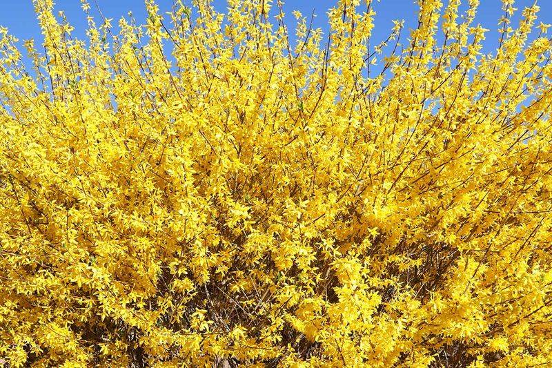 Forsythia 