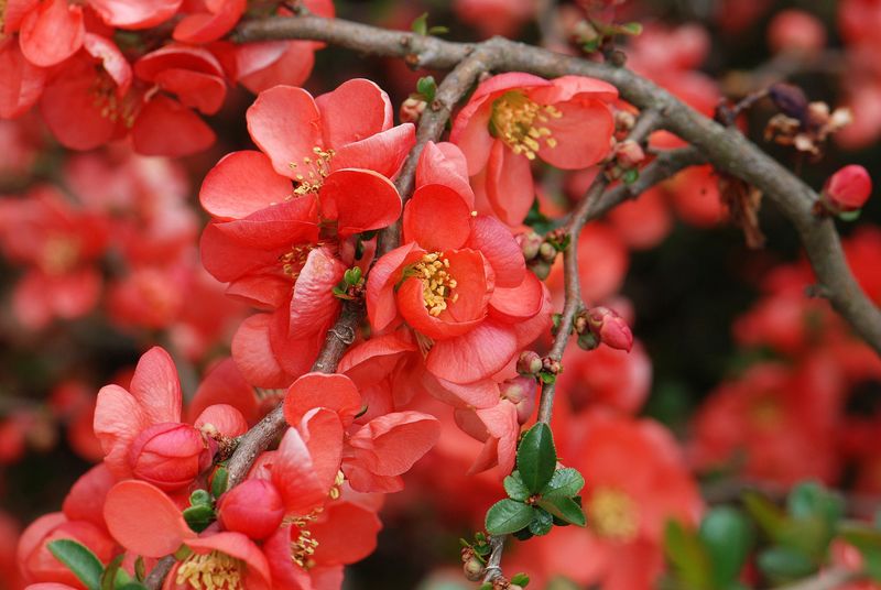 Flowering Quince