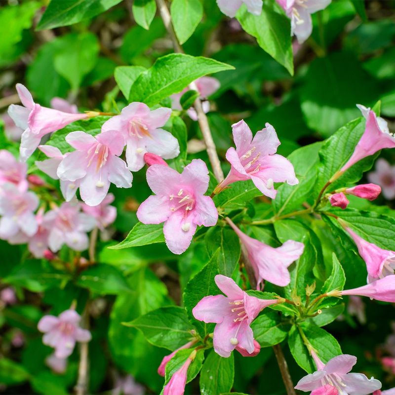 Weigela Benefits From Trimming Only After It Flowers