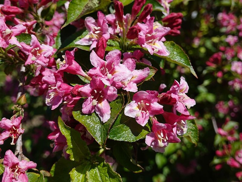 Weigela Flourishes With Late-Spring Pruning