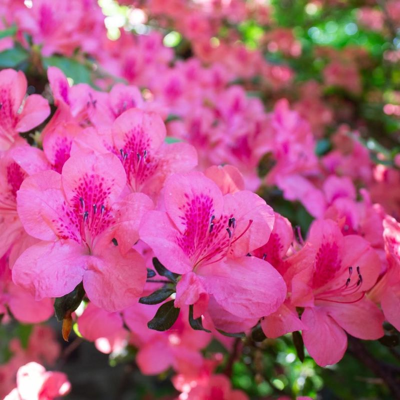 Azaleas