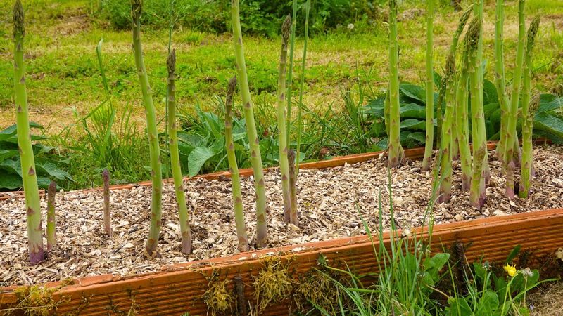 Asparagus Beds