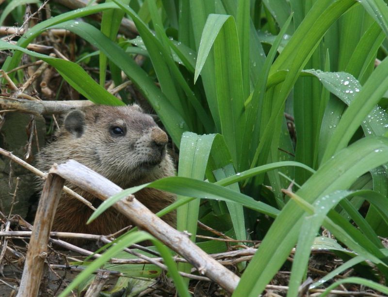 Shelter And Hiding Spots Near Vegetation