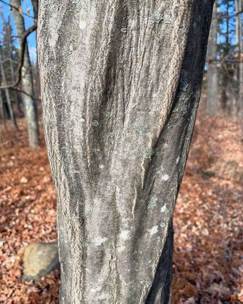American Hornbeam Adds Native Strength To Shaded Areas