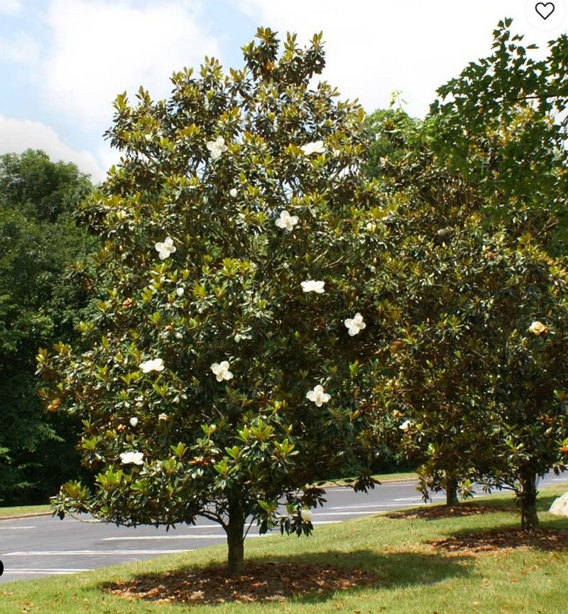 Southern Magnolia Provides Dense Evergreen Shade
