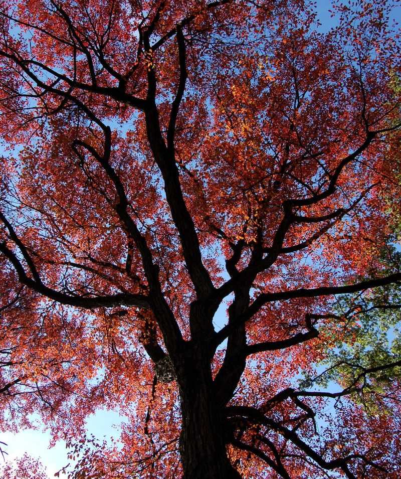 Black Gum Trees Bring Stunning Fall Color