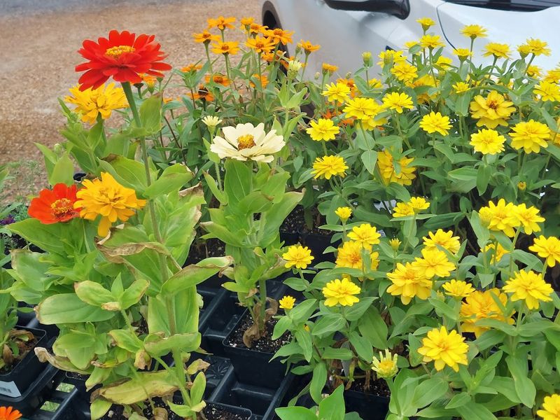 Wilcox Nursery & Landscape With Vibrant, Colorful Gifts