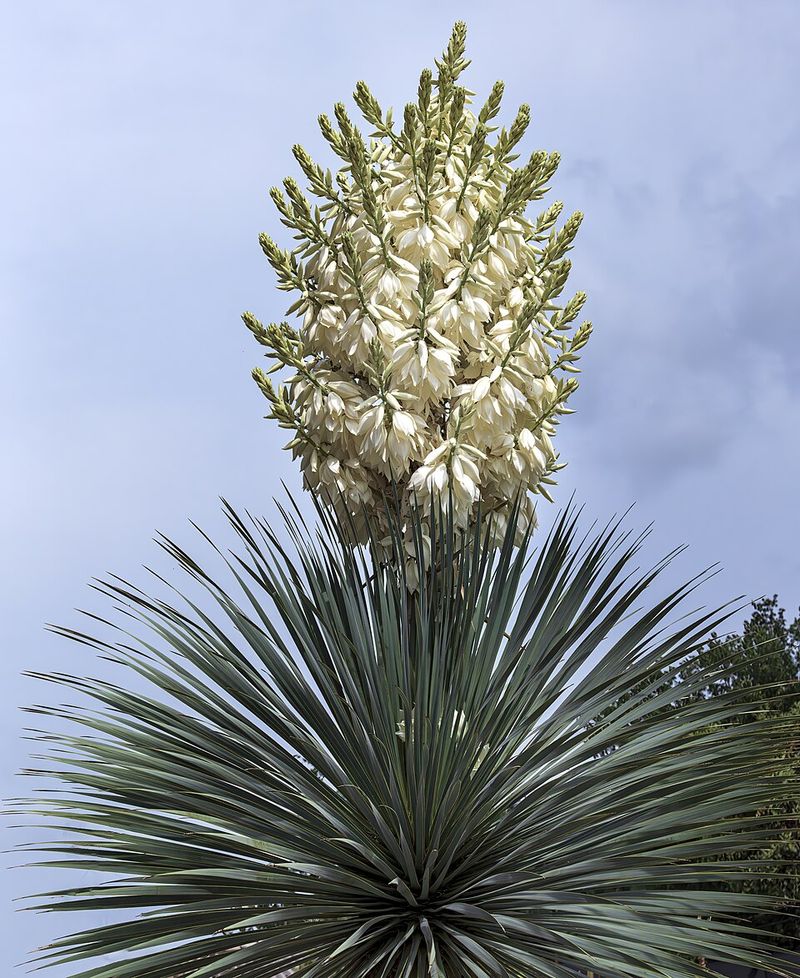 Yucca Adds Strong Architectural Form And Drought Tolerance To The Landscape