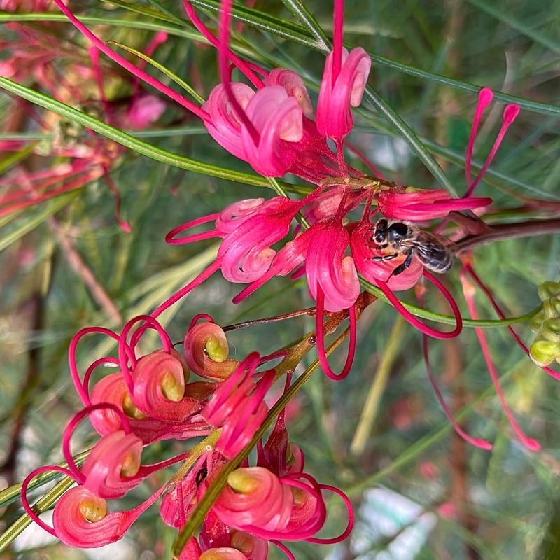 Grevillea