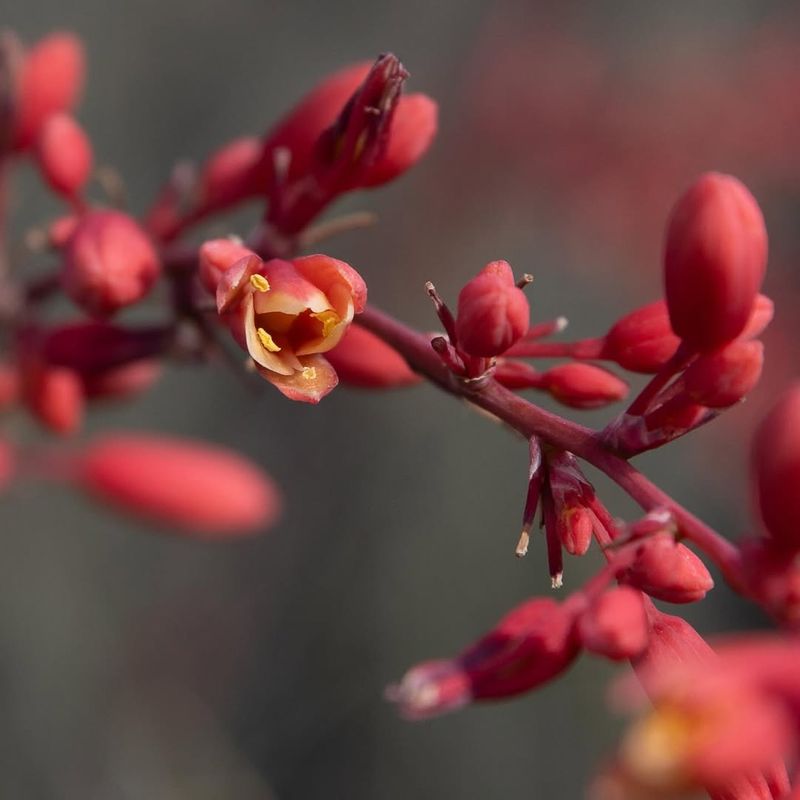 Red Yucca (Hesperaloe parviflora)