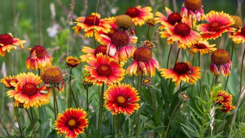 Blanket Flower (Gaillardia)
