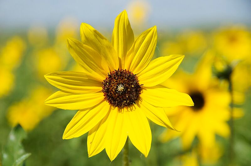 Prairie Sunflower Brings Bright Yellow Late Summer Blooms
