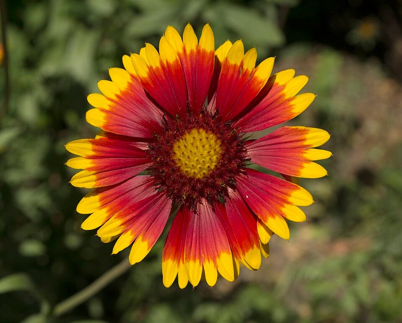 Blanketflower Brightens Gardens With Red And Gold Blooms