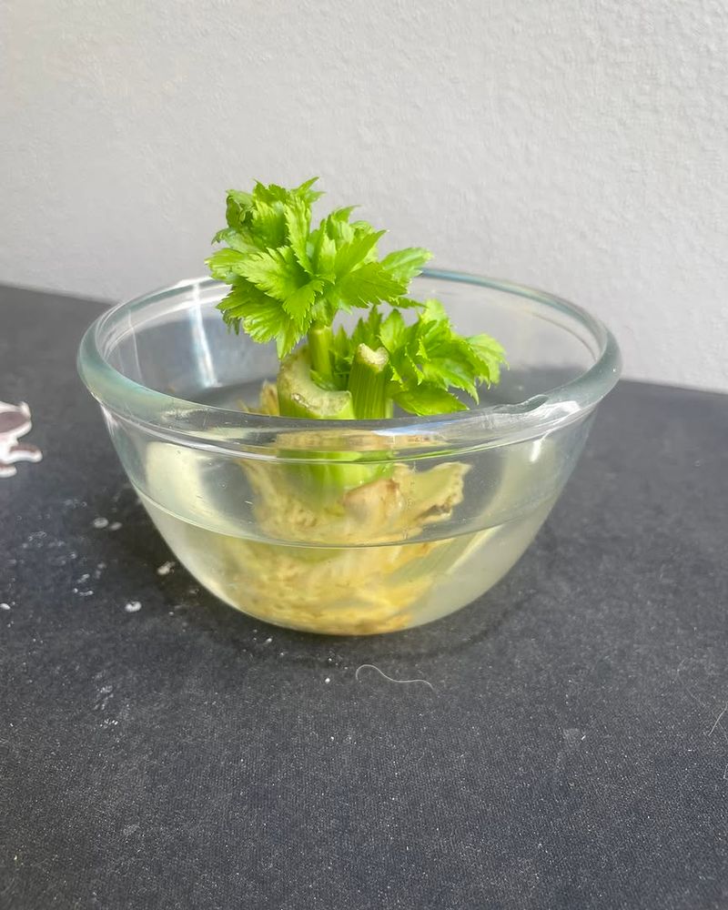 Celery Stalk Bases Slowly Produce New Inner Growth