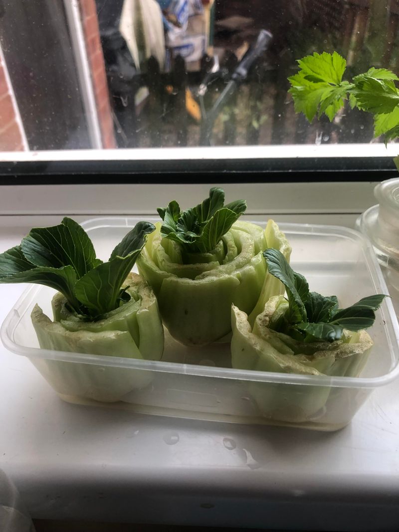 Bok Choy Comeback Trick