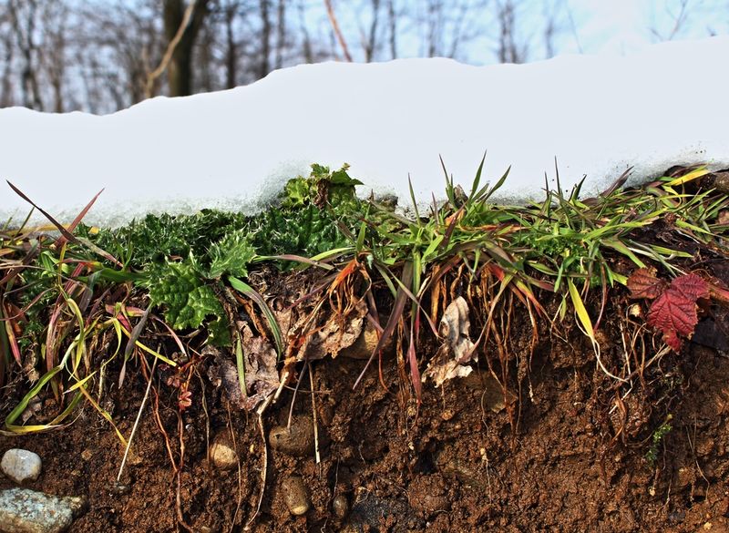 Frost Heaving Disrupts Soil Contact