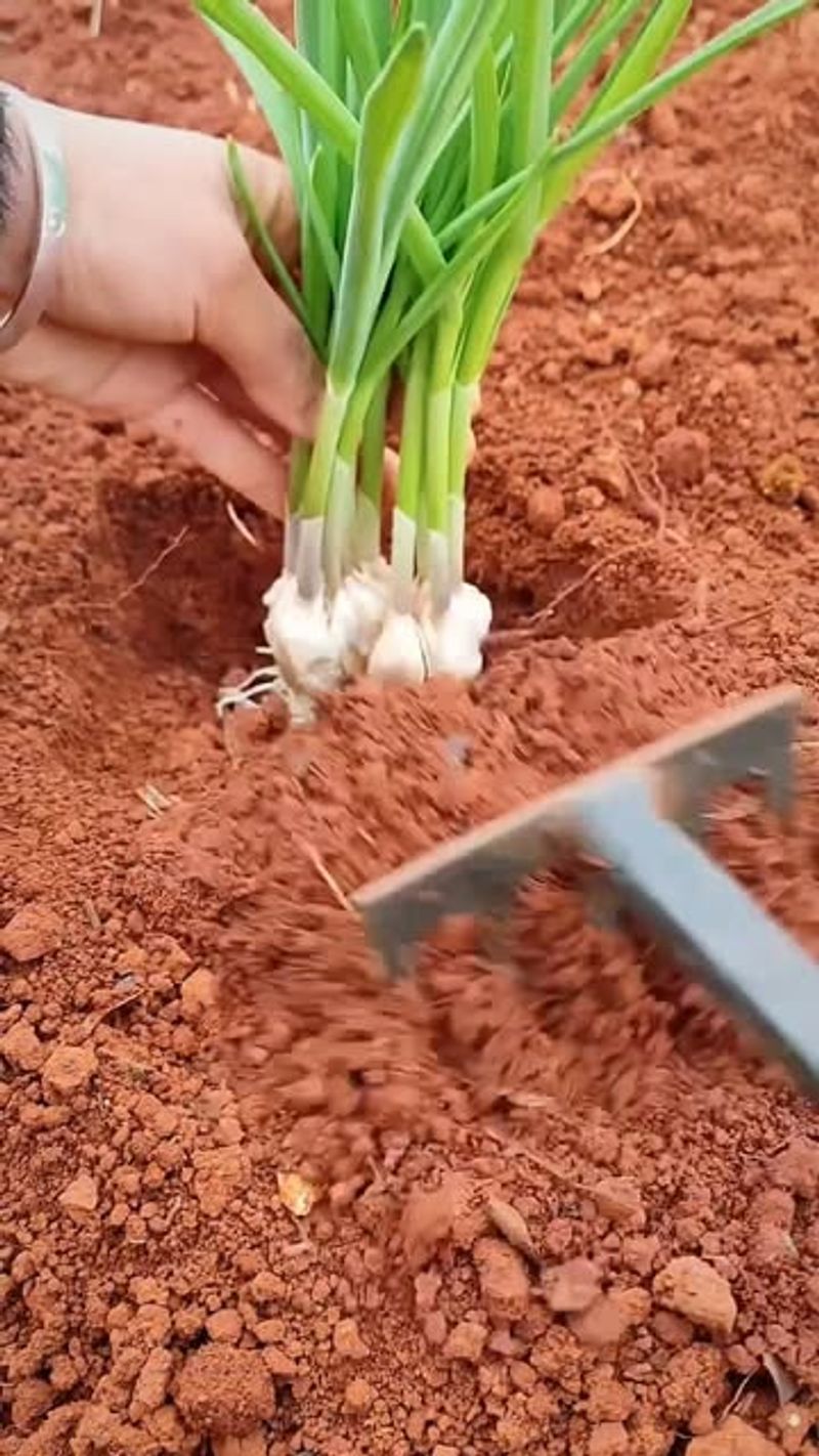 Onions And Garlic Are Planted Early