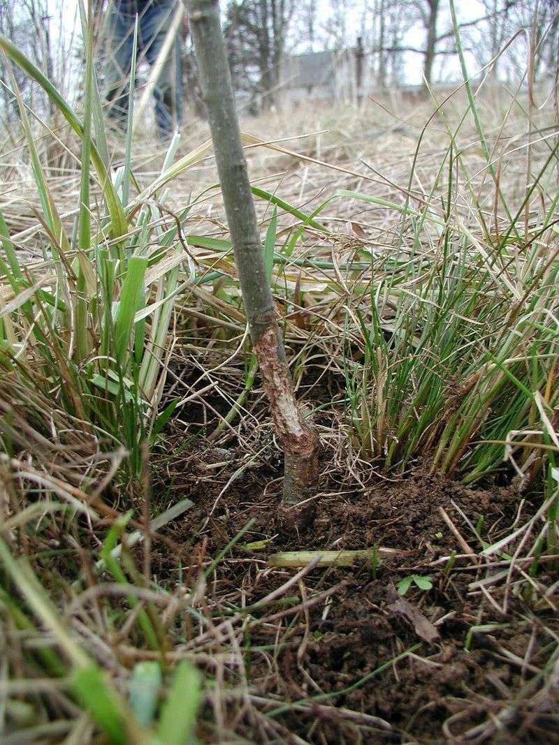 Poor Soil Drainage Leading To Root Rot