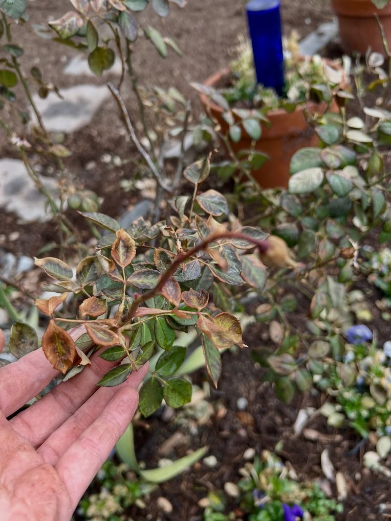 Some Plants Recover Slowly Over Several Weeks