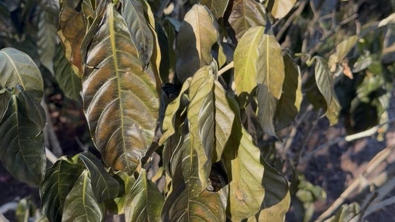 Early Pruning Can Remove Hidden New Growth