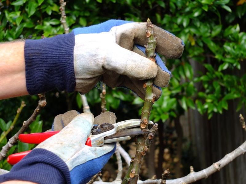 Heavy Pruning At The Wrong Time Can Reduce Fruit