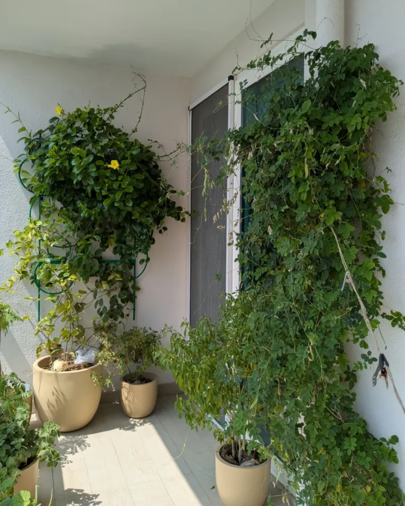 Planting Location Is Too Shaded Or Exposed