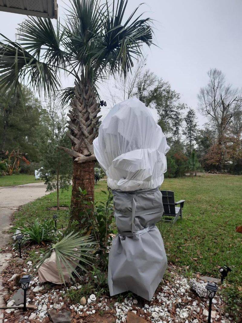 Protecting Palms With Proper Wrapping Techniques
