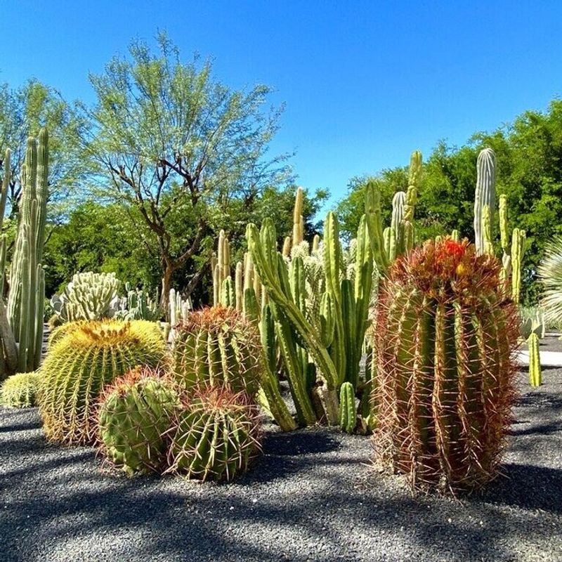 Ground Coverage Helps Keep Dust And Erosion Under Control