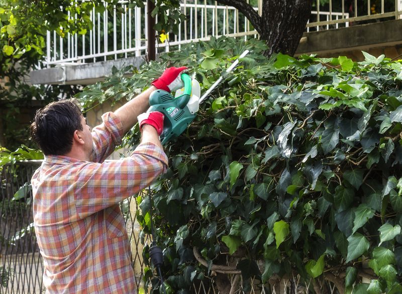 Your Right To Trim Overhanging Vegetation At The Property Line