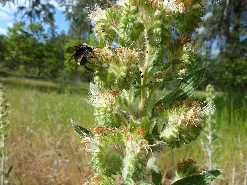 Varileaf Phacelia