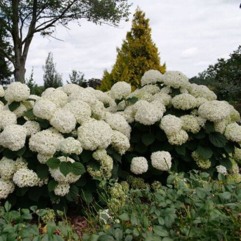 Hydrangea (Smooth And Panicle Types)