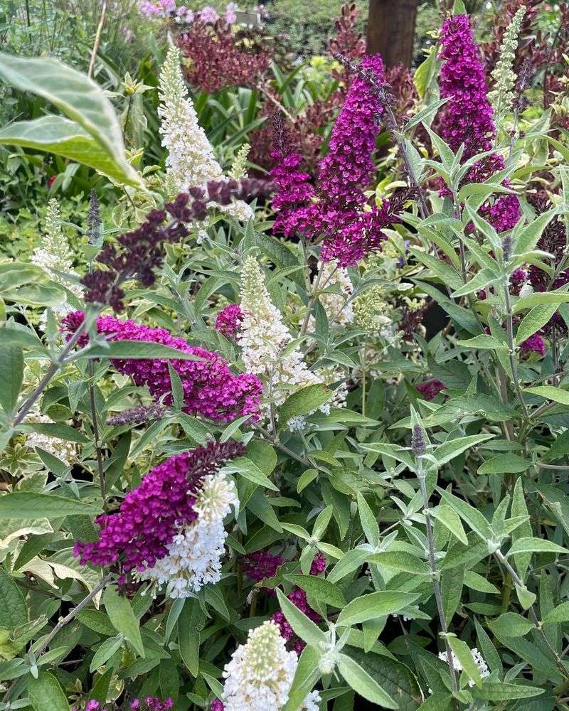 Butterfly Bush