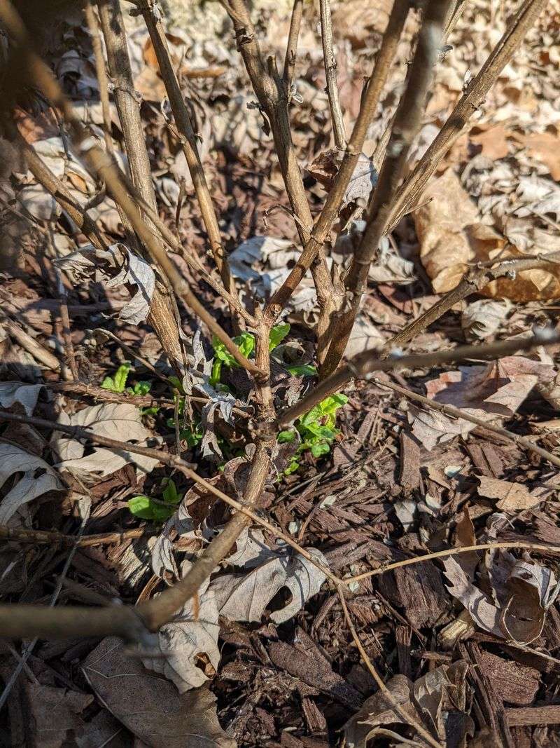 Butterfly Bush Benefits From Hard Pruning Before New Growth Starts