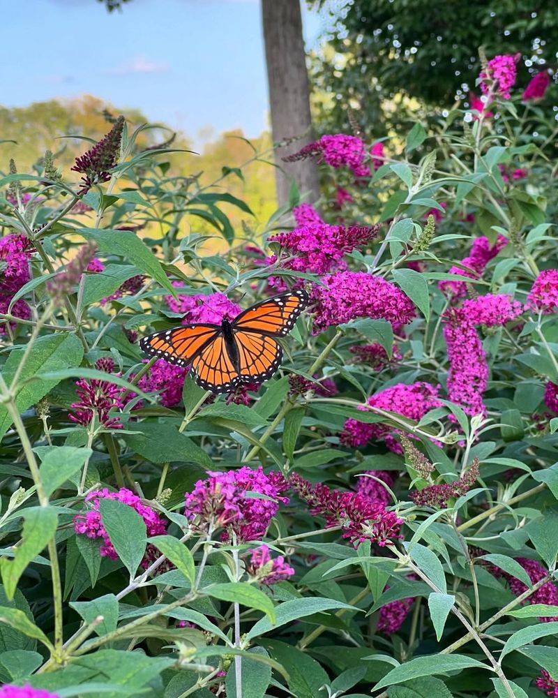 Butterfly Bush (Buddleia)