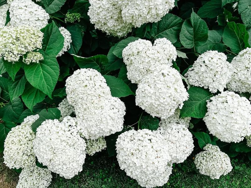 Smooth Hydrangea Blooms On New Growth After Pruning