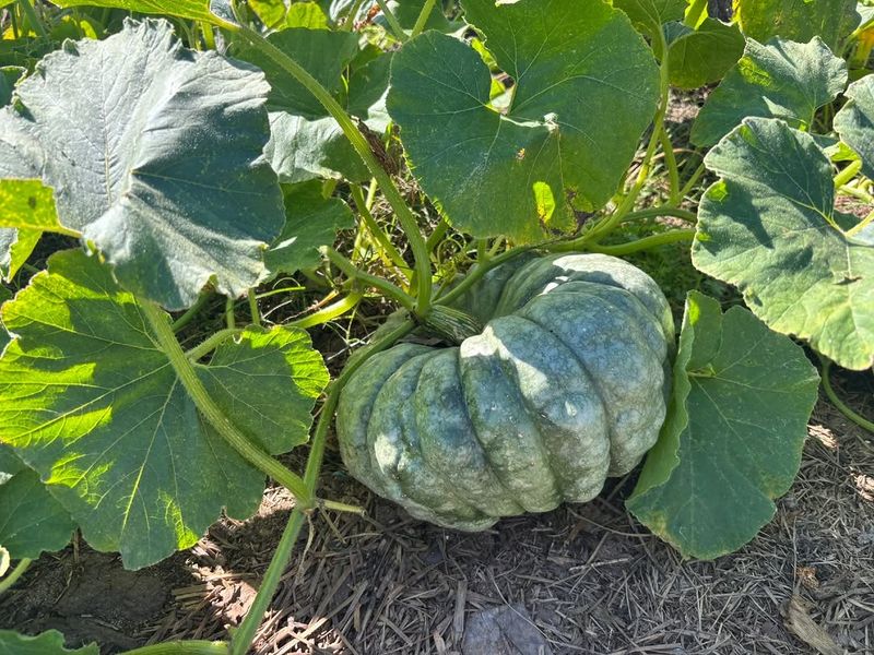 Seminole Pumpkin Spreads And Handles Heat Well