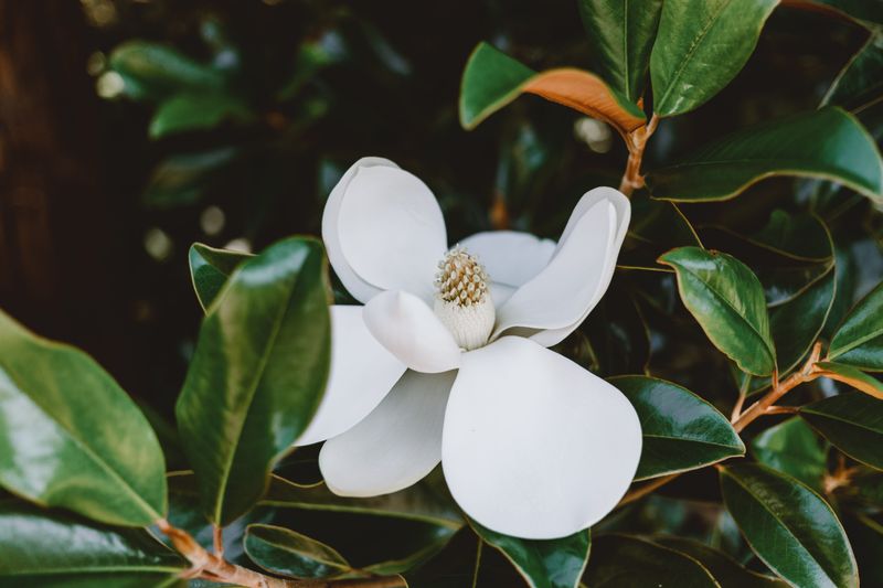 Magnolia 