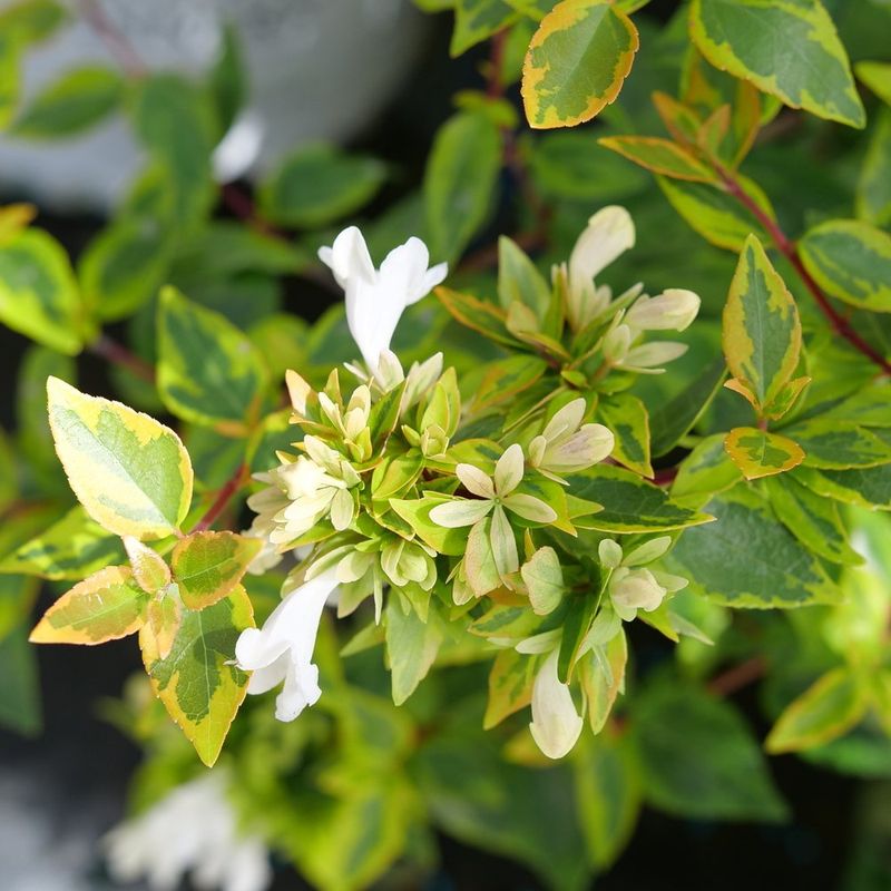 Abelia Adds Glossy Leaves And Soft Growth