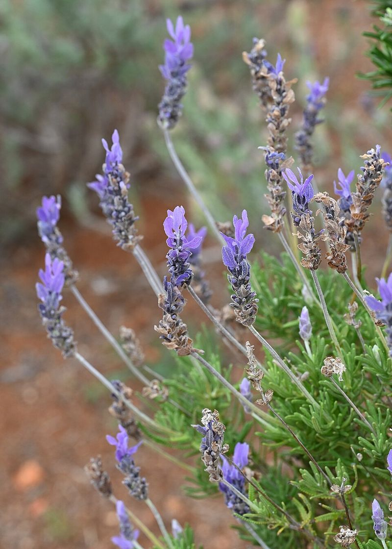 Lavender Adds Soft Purple Blooms And Aromatic Foliage To Sunny Beds