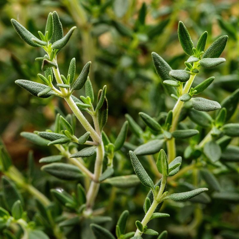 Thyme Stays Small But Packs Flavor