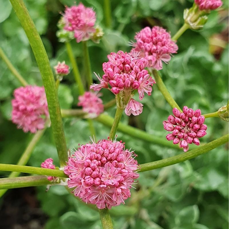 Red Buckwheat With Striking Scarlet Flowers