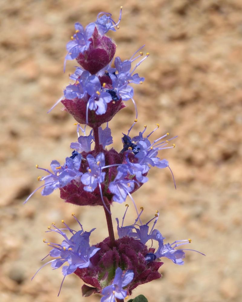 Desert Sage With Bold, Herbal Notes