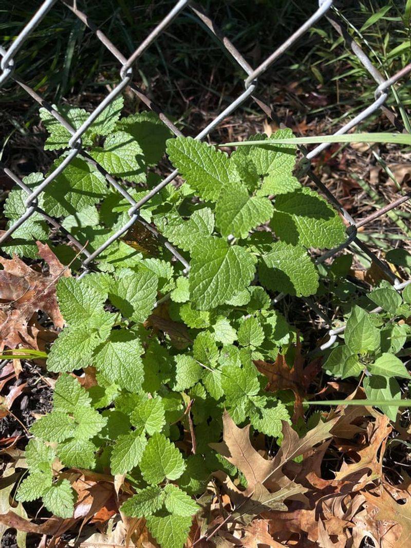 Lemon Balm Adds Fresh Growth With Very Little Fuss