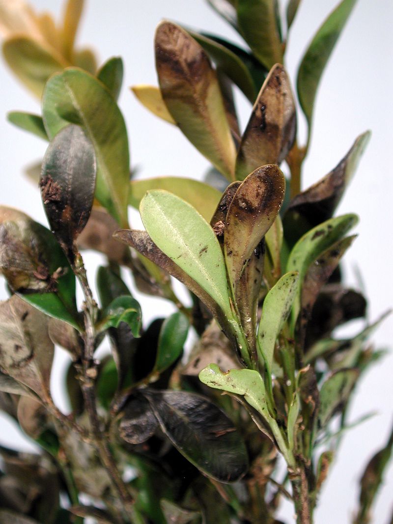 Boxwood Can Suffer When Waterlogged Soil Sticks Around Too Long