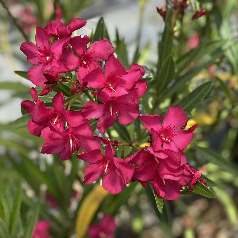 Oleander (Nerium Oleander)