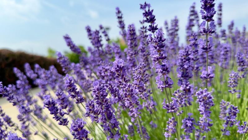 Lavender (Lavandula Spp.)