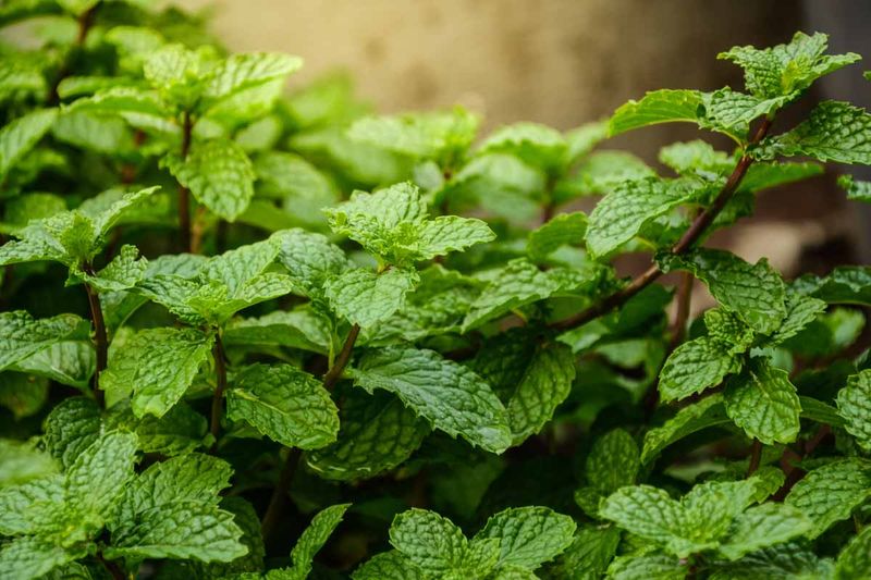 Mint With Lively, Cooling Garden Vibes