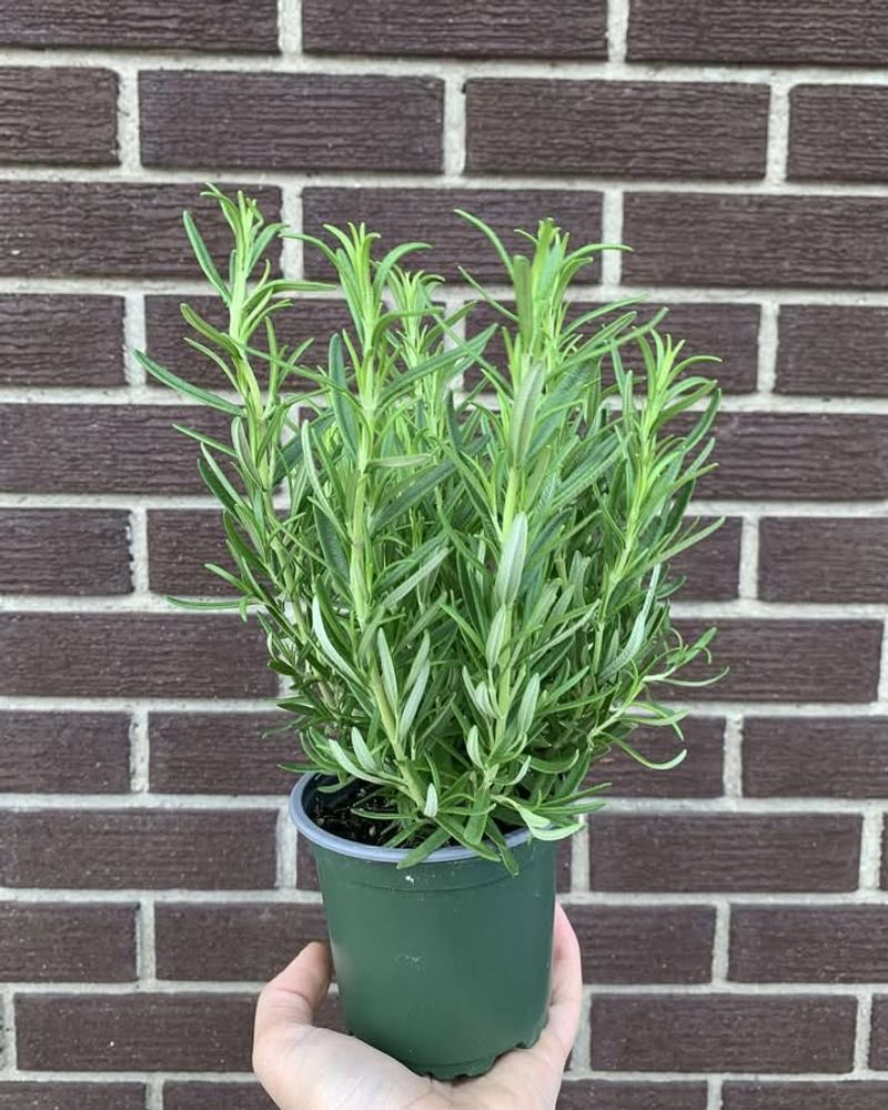 Rosemary Stays Green And Gorgeous In Pots All Year