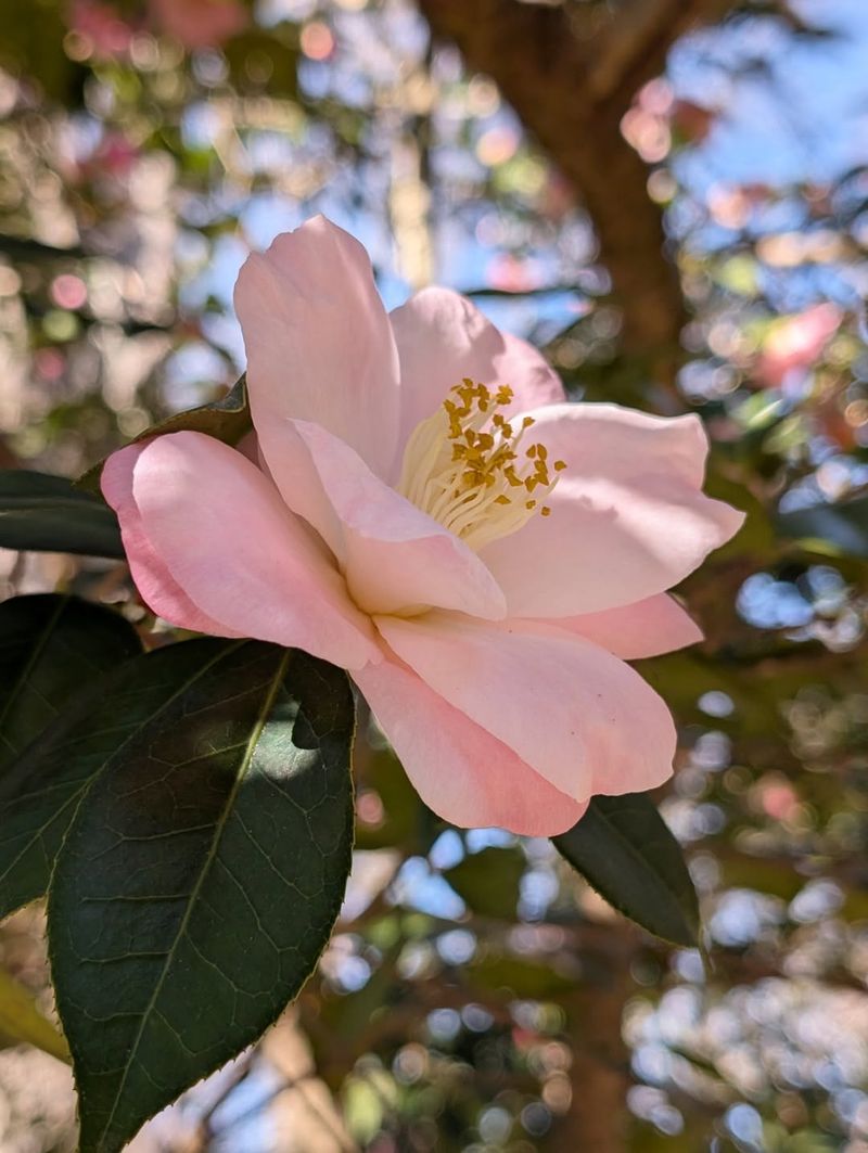 Camellias (After Blooming)