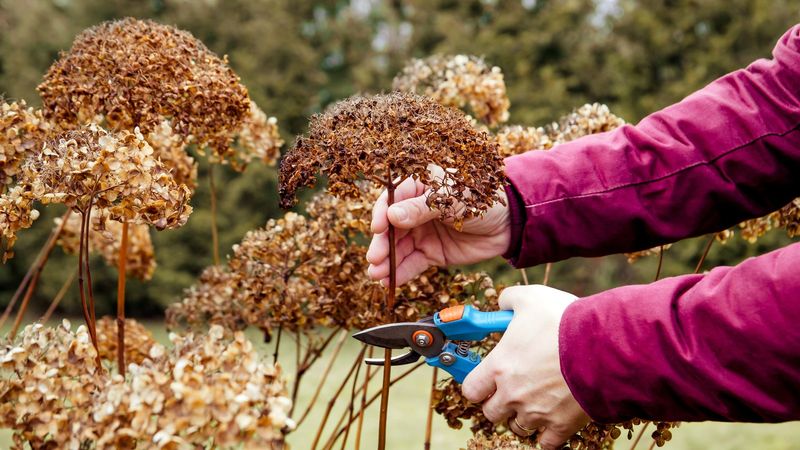 Hydrangeas (Panicle And Smooth Types)